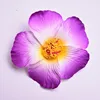 Bordo viola