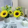 Macetas de ceniza de girasol A y B