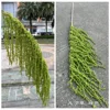 Gracilaria green
