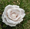 Rosa beige