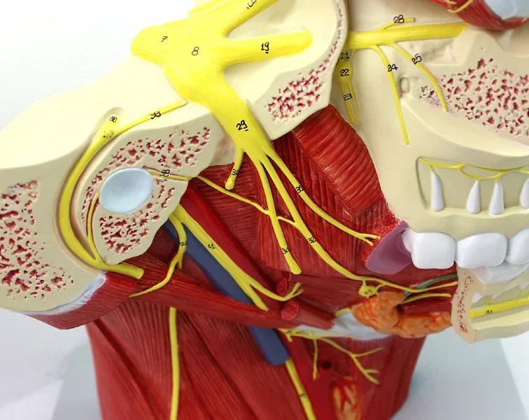 Cranial Nerve Distribution in Medical Teaching Model of Head and Neck