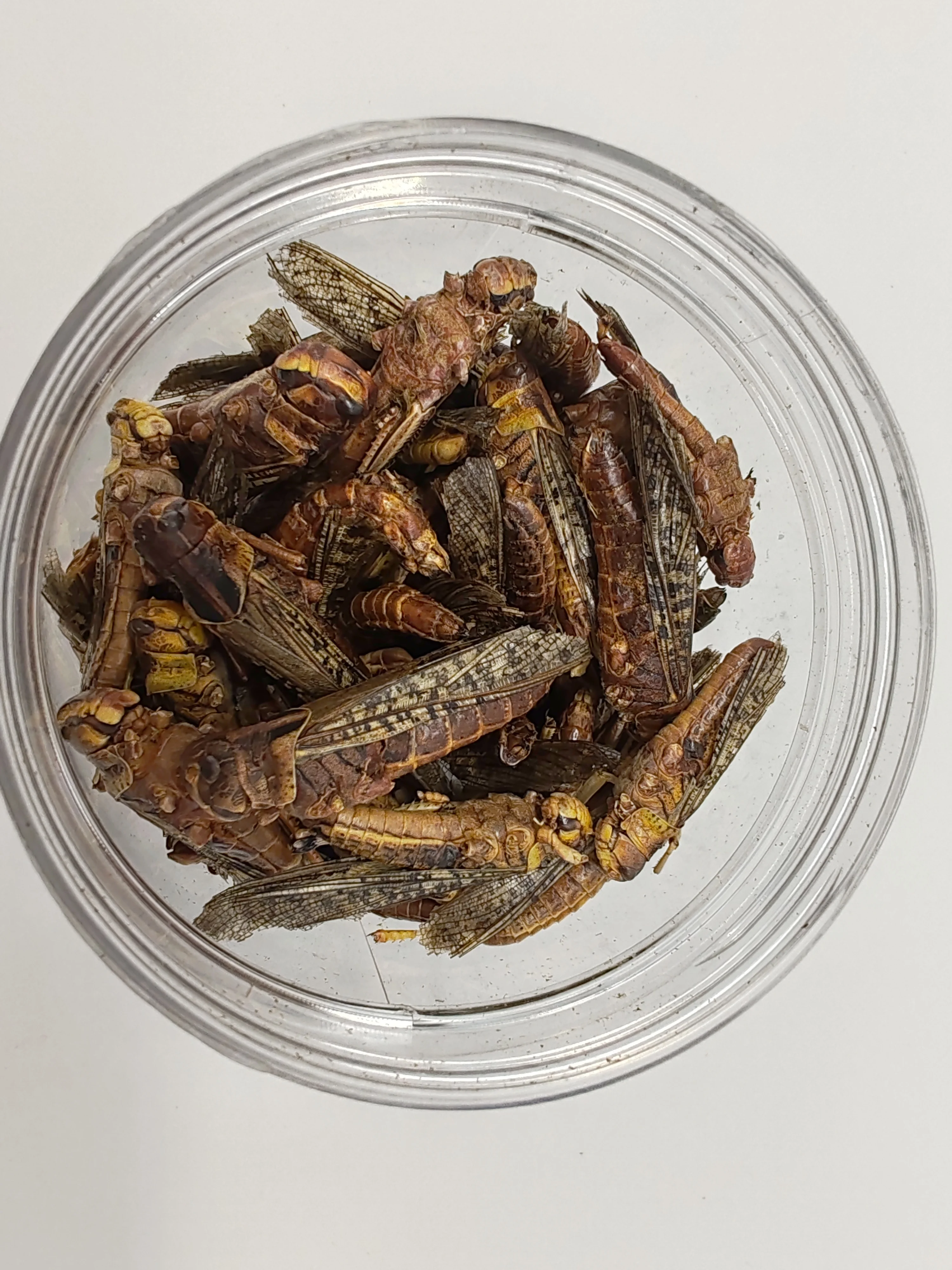 High Quality Pet Products of Freeze Dried  Grasshopper Fish Feed