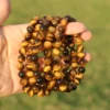 tiger eye AB+