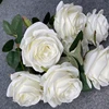 milk white