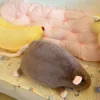 Visone di ratto bruno