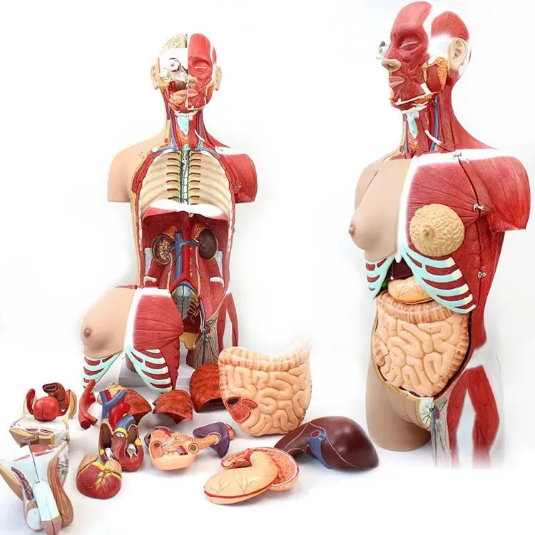 Фото анатомии человека внутренних. Анатомический набор "торс человека" edu Toys Human Anatomy model 50 см. Муляж внутренних органов человека. Манекен с внутренними органами.