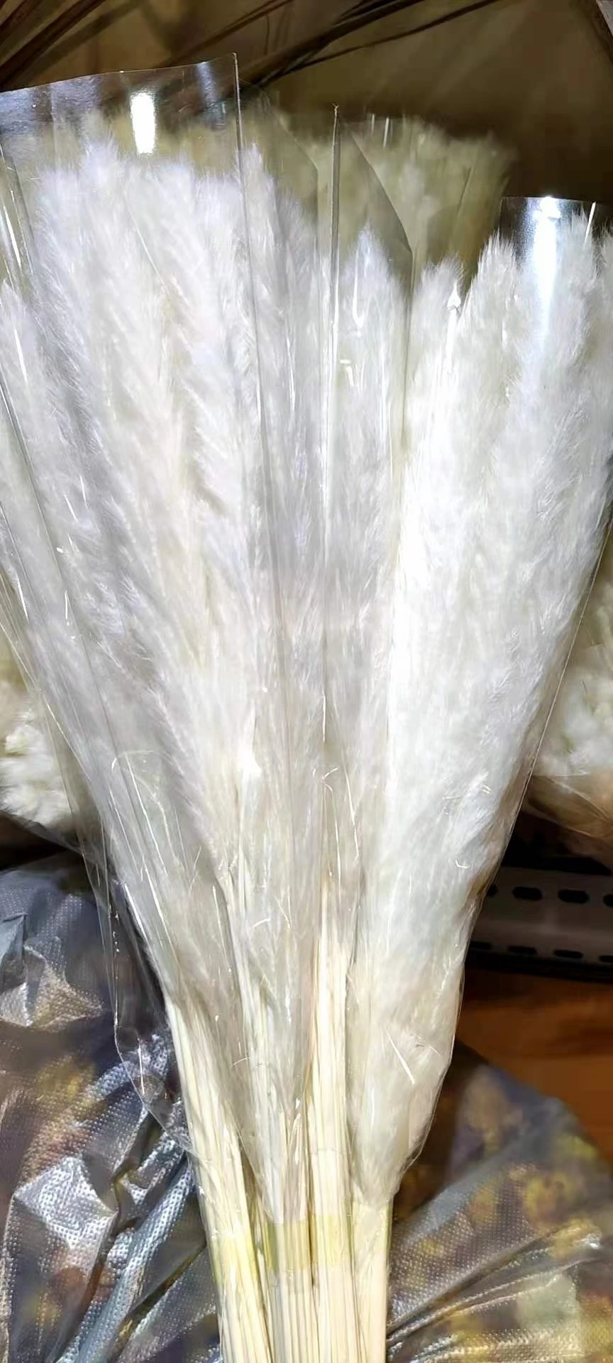 Sz0481 Wholesale Bleach White Dry Preserved Pampas Grass Large Big