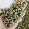 riolite