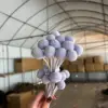 Morado