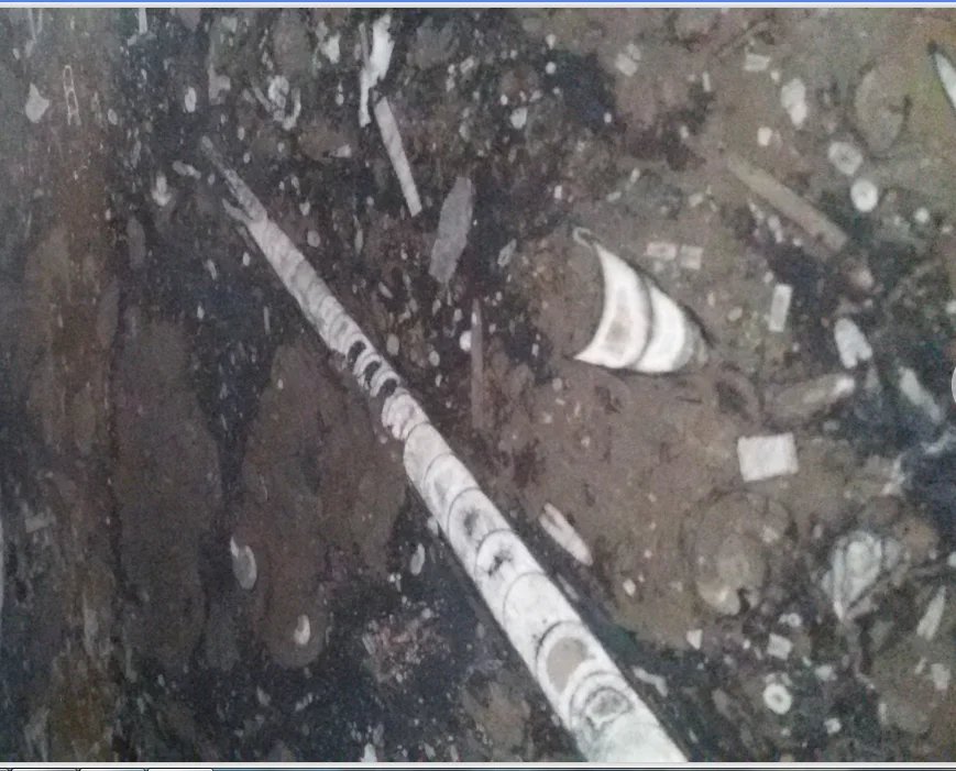 Moroccan Fossil Brown Fossil Marble