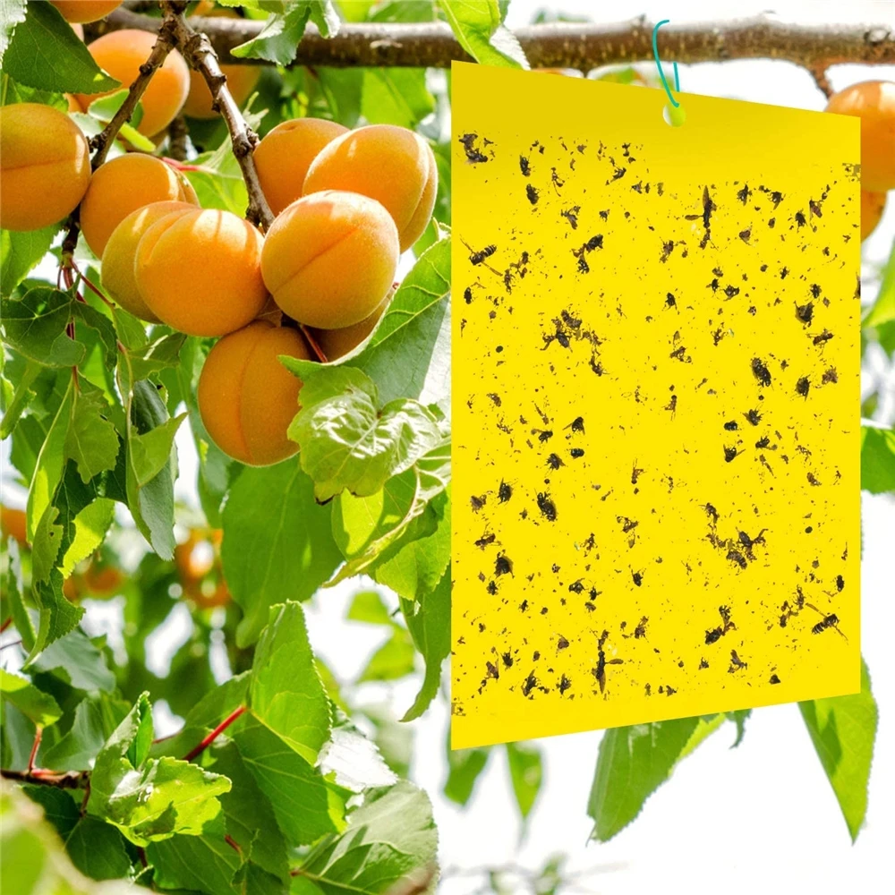 Details about   20 Pack 8x6 Inches Fruit Fly Trap Dual-Sided Sticky Traps for Outdoor Fruit Gnat 