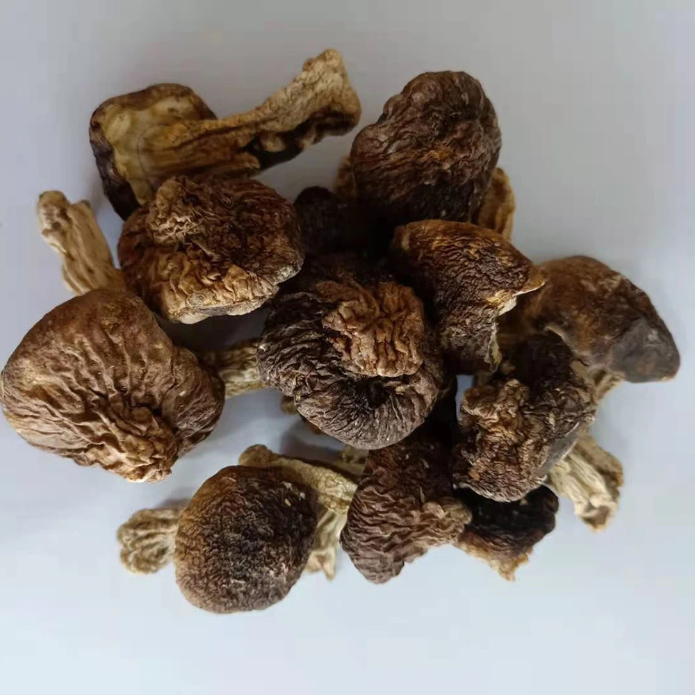High Quality Tricholoma Matsutak Dried Shiitake Mushroom Matsutake