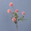#2 rosa
