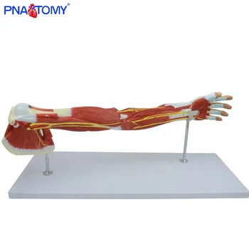 Human Upper Limb Muscle Model Pnt-0331 - Buy Human Anatomical Model,Arm ...