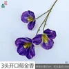 ทิวลิปเปิด 3 หัว (BD) - สีม่วงเข้ม
