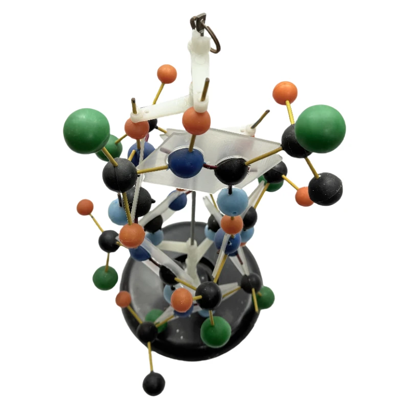RNA Structure Model Biological Instrument School Teaching Equipment