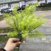fennel grass light green bunch