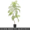 140cm jacaranda