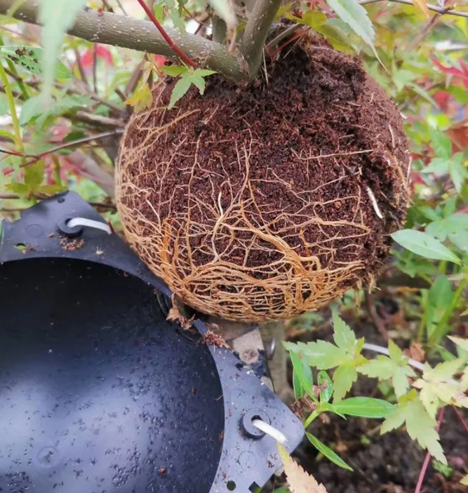 SAMSYOKI Pflanzen-Wurzelbox Set - 20 Teile Für Erfolgreiche Vermehrung