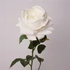 Rosa bianca