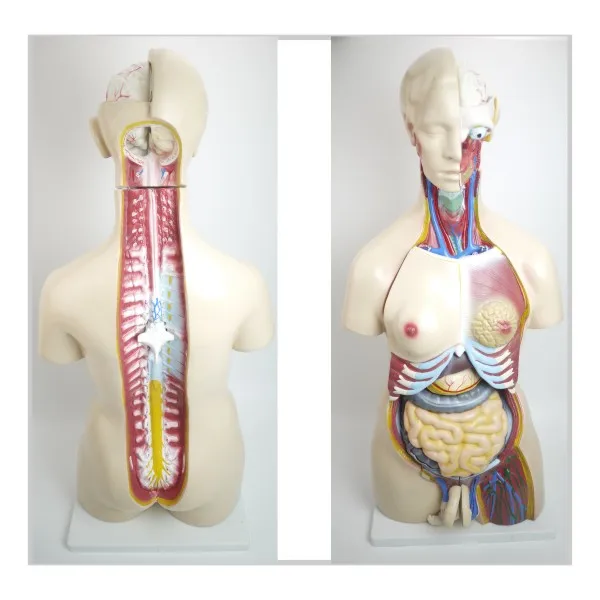 Human Body Torso Anatomical Model, Human Torso Model