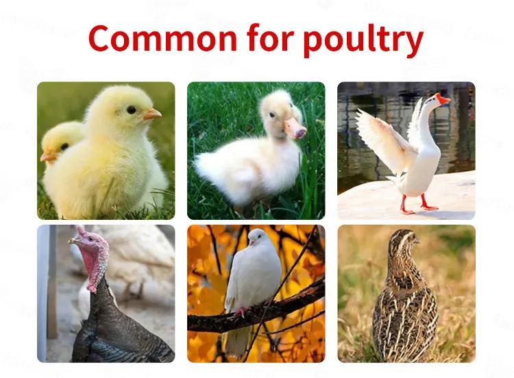 Automatic Hatching Solar Incubator/ Incubators Egg/incubator Machine for Sale Chicken 1 Set High Speed Stability Falcon 610