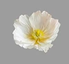 Tête de fleur blanche, 60 cm