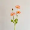 Rose corail