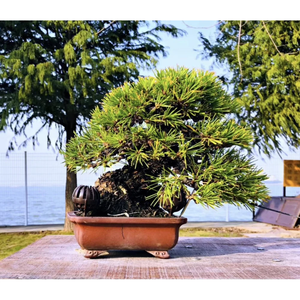 japanese maple bonsai plants bonsai tree easy to grow even for