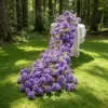 Purple-1