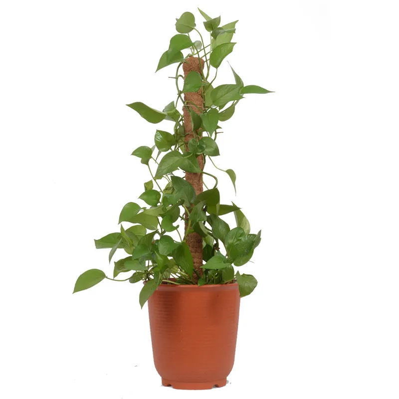 Moss Stick S02346: Bahçe Bitkileri için Doğal Koir Direkler