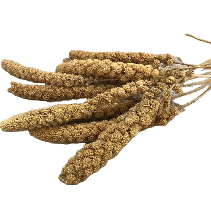 Gu Sui Bulk New Harvest Millet Yellow Bird Food Millets Icker for Birds