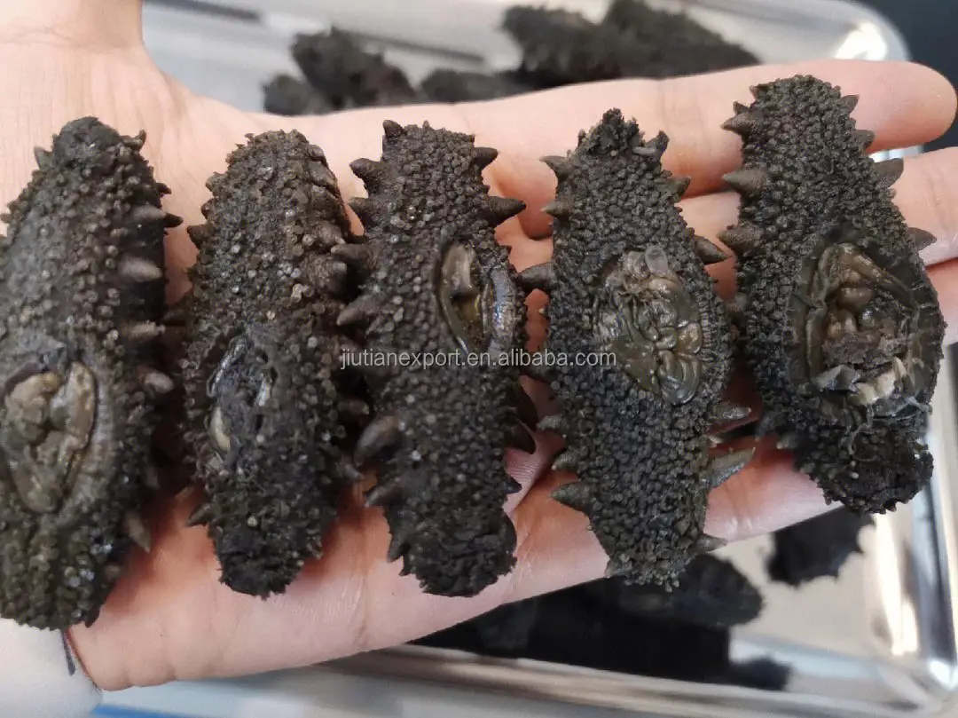 Dried Sea Cucumber With Beauty Benefitshigh Quality Lightly Dried Sea Cucumber Buy Nourishing