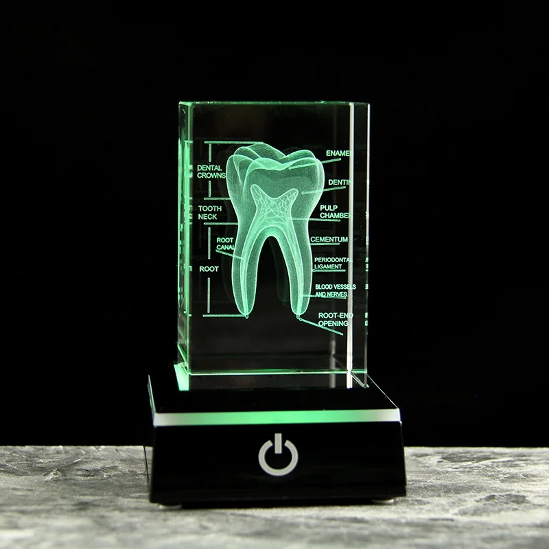 Gebissクリスタルの3D解剖学 - オリジナル3Dクリスタル - 3D義歯 3D Crystal Teeth Engraved Cube Anatomy Model - Ideal Souvenir for