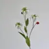 Garland lily white