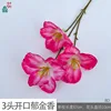 ทิวลิปเปิด 3 หัว (BD) สีแดงกุหลาบ