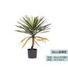 Agave à feuilles rugueuses - 80 cm