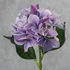 Pourpre