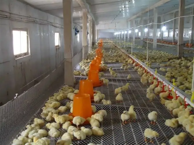 Rearing Chicken Feeding Line Automatic Chicken Feed Line Water Feeders for Chickens