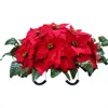 Poinsettia