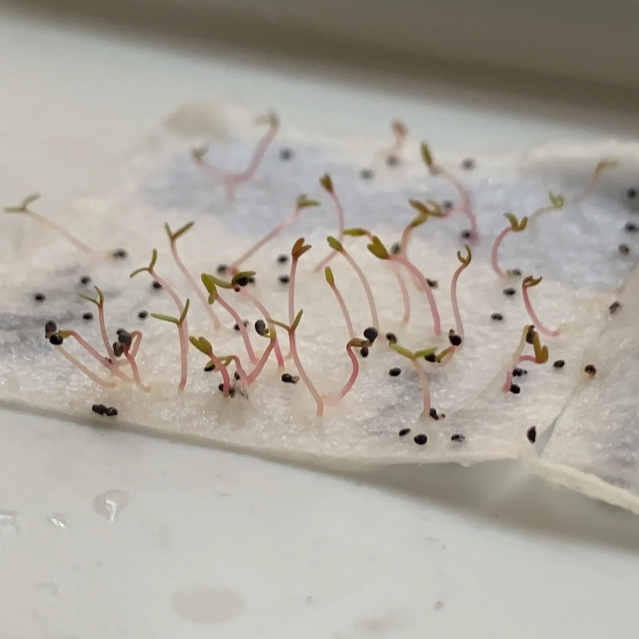 Может выращивать растения биоразлагаемая Экологически чистая переработанная картонная бумага для семян девочки