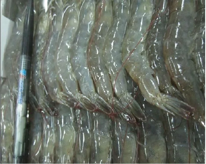 Frozen White Shrimp/Vannamei White Shrimps HOSO