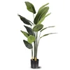 Banane voyageuse 1,8 m 13 feuilles
