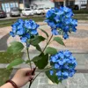 ดอกไฮเดรนเยียไม้สีฟ้า 3 หัว สีฟ้าหม่น