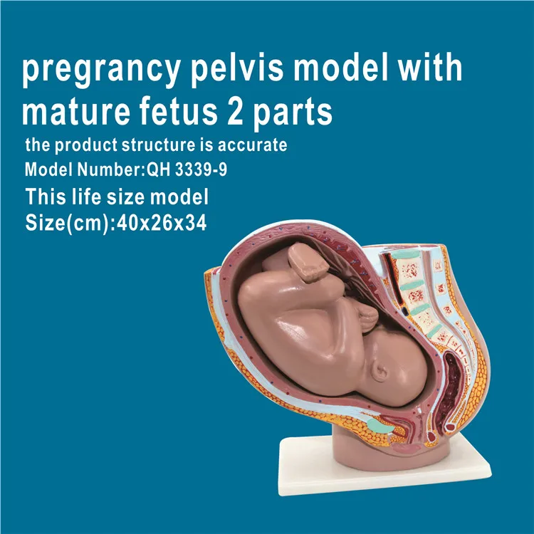 Developments Models Human Pregnant Uterus Medical Model - Buy ...