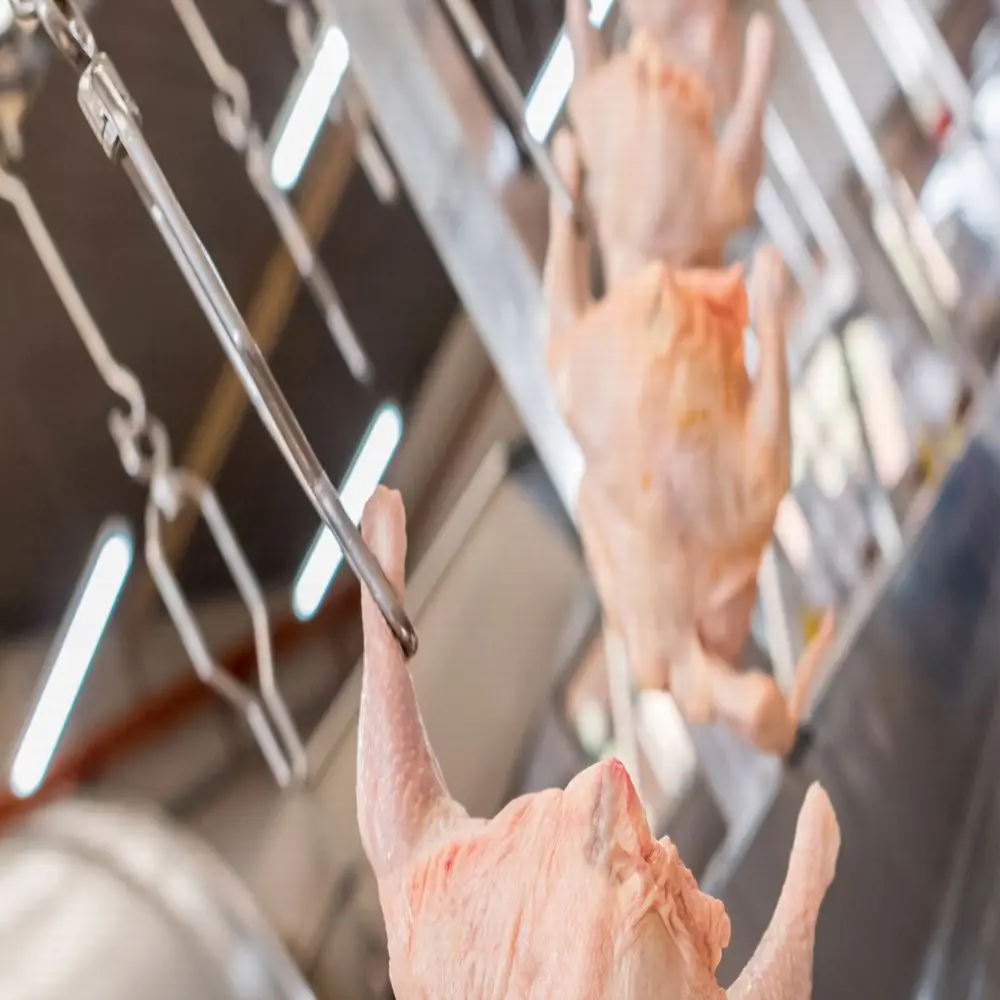 Chicken slaughtering equipment in poultry slaughterhouse