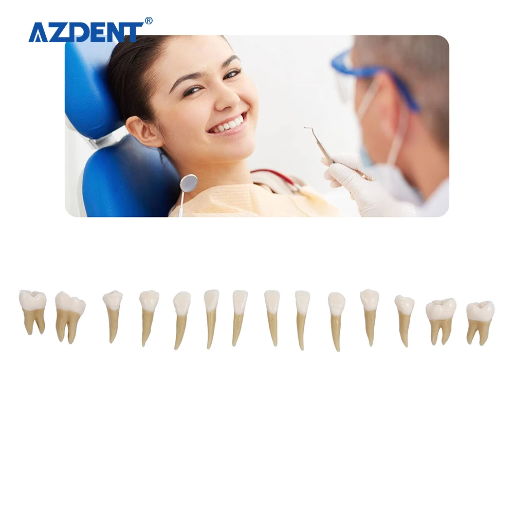 Набор пластиковых моделей частиц зубов для обучения, обучения и обучения, 1:1