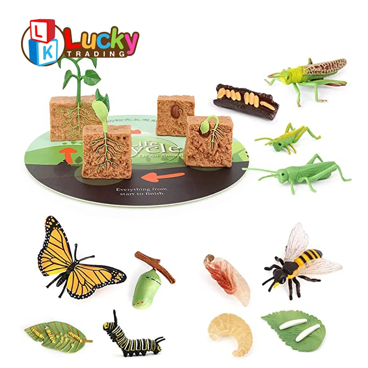 2022 New Arrival Life Cycle Toy Insect Fish Rooster Butterfly Plant Animal  Growth Life Cycle - Buy Life Cycle,Plsatic Animal,Life Cycle Toys Product  on 