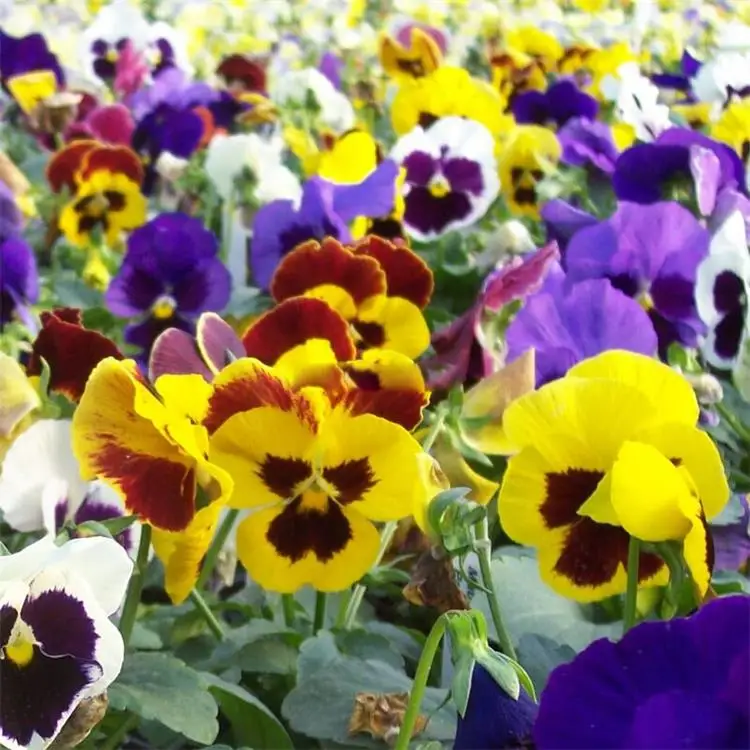 ポーランドの国花ヨーロッパの野生の花種パンジーパーク花の種 Buy 薬用花種子 ライブの花の種植物 ミックスフラワー種子 Product On Alibaba Com