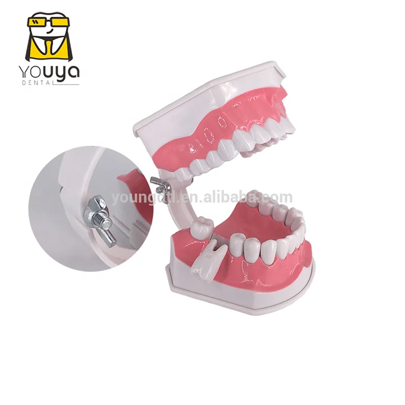 Пластиковая съемная модель анатомии зубов, демонстрационная модель для стоматологического исследования с зубной щеткой